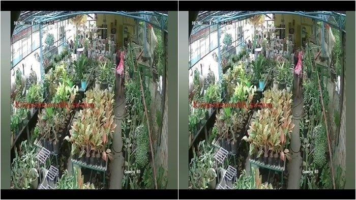 Tangkap layar dari rekaman CCTV yang memperlihatkan adanya aksi pencurian tanaman hias oleh emak-emak. (foto: istimewa)