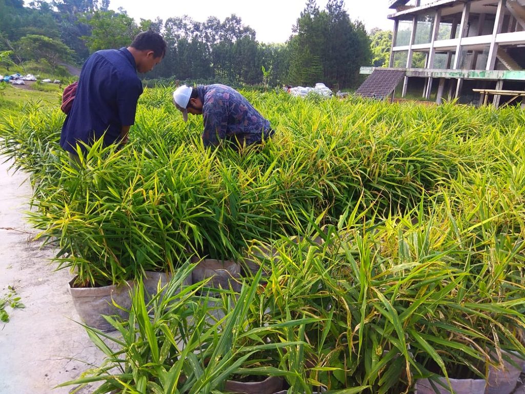 Pemuda Desa Licin Kecamatan Cimalaka Kabupaten Sumedang mulai membudidayakan jahe untuk memulihkah perekonomiannya. (Foto: Zaenal Arifin/Fajarnusantara.com)