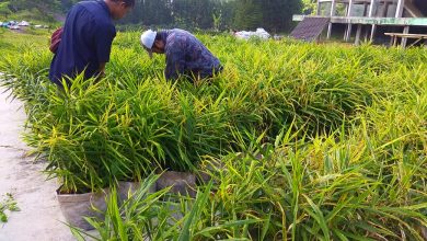 Pemuda Desa Licin Kecamatan Cimalaka Kabupaten Sumedang mulai membudidayakan jahe untuk memulihkah perekonomiannya. (Foto: Zaenal Arifin/Fajarnusantara.com)