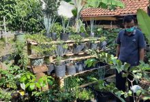 Lokasi Taman Pangan Keluarga Dusun IV Ganeas di Posyandu Mawar menadapat peninjauan langsung dari camat, sekcam, kepala puskesmas dan juga kapolsek Ganeas, Sabtu (23/1/2021). (Foto: IST)