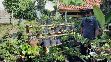 Lokasi Taman Pangan Keluarga Dusun IV Ganeas di Posyandu Mawar menadapat peninjauan langsung dari camat, sekcam, kepala puskesmas dan juga kapolsek Ganeas, Sabtu (23/1/2021). (Foto: IST)