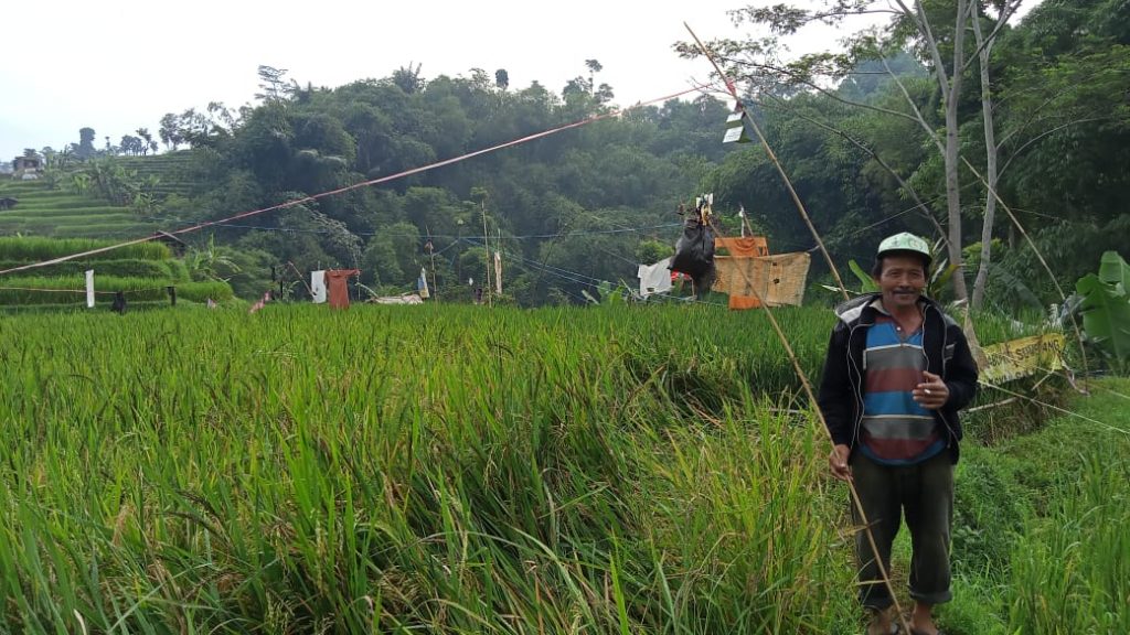 Seorang petani tengah menjaga sawahnya dari serangan hama burung pipit, Sabtu (23/1/2021). (Foto: Diran Murtado/Fajarnusantara.com)