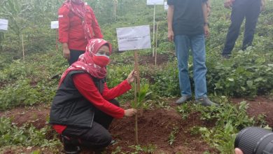 Bendahara DPD PDI Perjuangan Provinsi Jawa Barat, Hj. Ineu Purwadewi Sundari ikut melakukan penanaman pohon di Desa Tegalmanggung Kecamatan Cimanggung Kabupaten Sumedang, Minggu (31/1/2021). (Foto: Fajarnusantara.com)