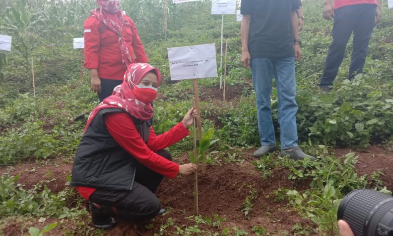 Bendahara DPD PDI Perjuangan Provinsi Jawa Barat, Hj. Ineu Purwadewi Sundari ikut melakukan penanaman pohon di Desa Tegalmanggung Kecamatan Cimanggung Kabupaten Sumedang, Minggu (31/1/2021). (Foto: Fajarnusantara.com)