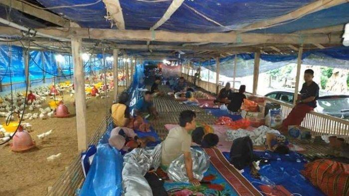 Puluhan warga di Majene ini ngungsi di kandang ayam karena belum mendapat bantuan tenda. (Foto: Tribunnews.com)