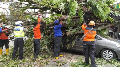 BPBD Jember memotong pohon yang tumbang karena angin kencang pada Rabu (17/2/2021). (Foto: Ist/Kompas.com)