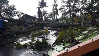 Pohon tumbang akibat hujan deras dan angin kencang menimpa sebuah bangunan SD di Desa Ketunggeng Kecamatan Dukun Kabupaten Magelang, Selasa (2/3/2021). (Foto: Dok BPBD Kabupaten Magelang)