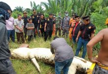 Suasana saat tim SAR gabungan Kutai Timur berhasil menangkap buaya dan membelah perut di Sungai Tempakul, Desa Muara Bengalon, Kecamatan Bengalon, Kutai Timur, Kaltim, Kamis (4/3/2021). (Foto: Istimewa)