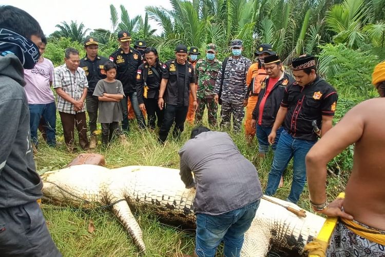 Suasana saat tim SAR gabungan Kutai Timur berhasil menangkap buaya dan membelah perut di Sungai Tempakul, Desa Muara Bengalon, Kecamatan Bengalon, Kutai Timur, Kaltim, Kamis (4/3/2021). (Foto: Istimewa)