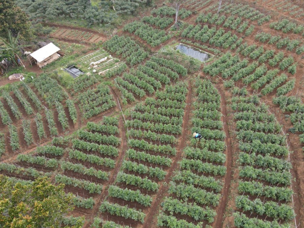 Miliki wilayah sentra pertanian dan perkebunan, pemuda Desa Cimungkal Kecamatan Wado siap optimalkan sektor pertanian dan perkebunan. (Foto: Humas Pemkab Sumedang)