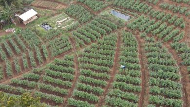 Miliki wilayah sentra pertanian dan perkebunan, pemuda Desa Cimungkal Kecamatan Wado siap optimalkan sektor pertanian dan perkebunan. (Foto: Humas Pemkab Sumedang)