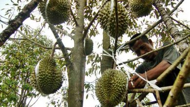 Dampak cuaca buruk di tahun ini, petani durian gagal panen raya. (Foto: Net/Ilustrasi)