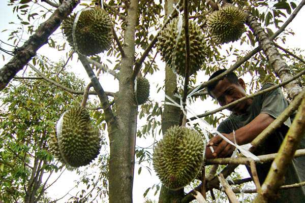 Dampak cuaca buruk di tahun ini, petani durian gagal panen raya. (Foto: Net/Ilustrasi)
