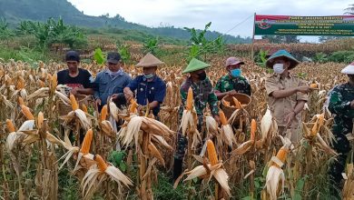 Kodim 0610 bersama Kelompok Tani Sari Wangi melakukan Panen Jagung Hibrida di lahan demplot Kodim 0610/Sumedang, Selasa (25/5/2021). (Foto: IST)