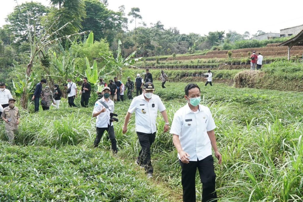 Wabup Sumedang bersama rombongan melakukan Kunjungan Lapangan ke Perkebunan Ubi Cilembu, Rabu (9/6/2021). (Foto: IST)