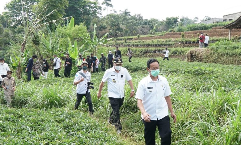 Wabup Sumedang bersama rombongan melakukan Kunjungan Lapangan ke Perkebunan Ubi Cilembu, Rabu (9/6/2021). (Foto: IST)