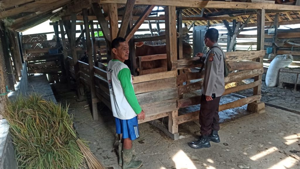 Lokasi kandang sapi milik Septian Tisna (34) yang kemalingan 1 ekor sapi jantan